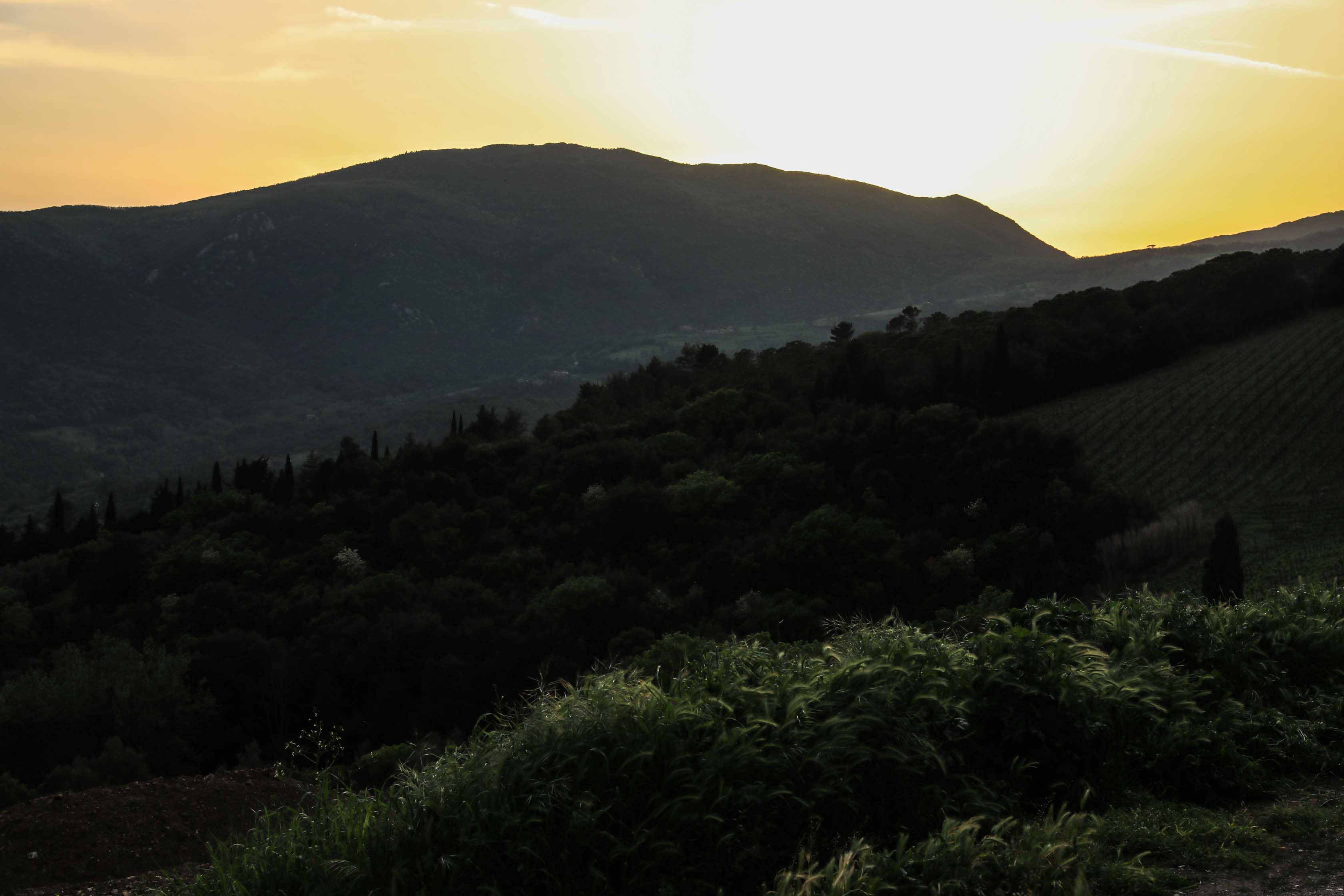 Belvedere